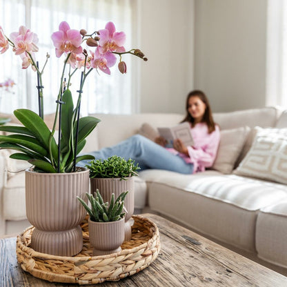  Offre Combi: 2 Orchidées Treviso Vieux Rose Ave Pot Cm - Plante D'intérieur