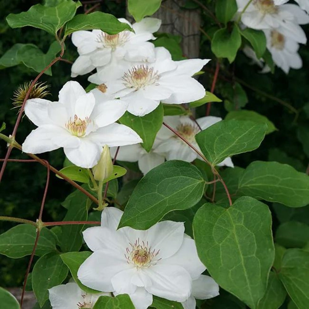  Clématite 'henryi' - Clematis 3l - 60/90cm