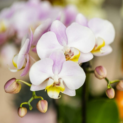  Kolibri Orchids Phalaenopsis Rose Orchidée Portugal + Mosa Pot Décoratif Rose - Taille De Pot 9cm