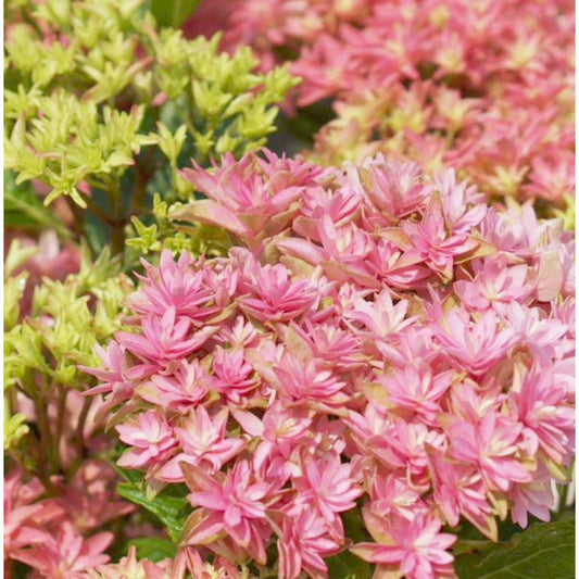  Hortensia Macrophylla You&me® 'inspire'/[-]pot De 1,3l - 20/60 Cm