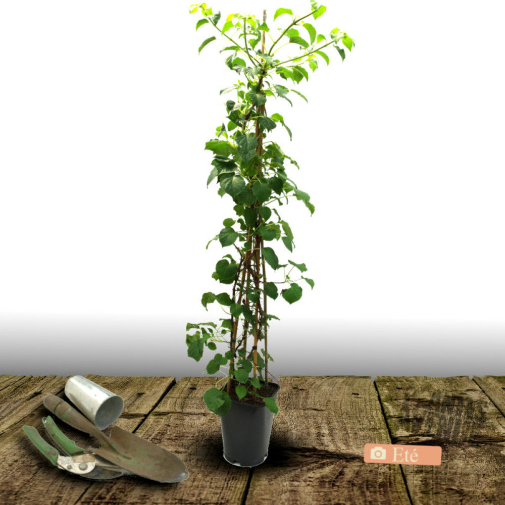  Hortensia Grimpant Rose Sensation® 'trarose'/[-]pot De 1,5l - Tuteur Bambou 30/60 Cm