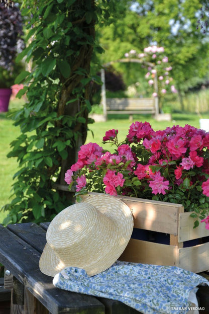  Rosier Décorosiers ? 'emera ?' - En Pot De 2 Litres