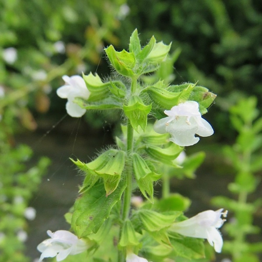 6 X Mélisse Citronnelle - Melissa Officinalis - Godet 9cm X 9cm