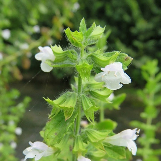  6 X Mélisse Citronnelle - Melissa Officinalis - Godet 9cm X 9cm