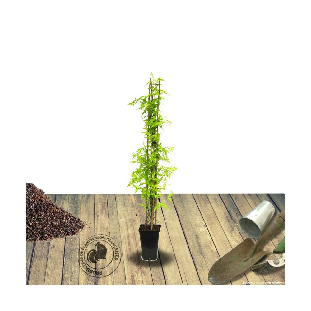  Jasmin Blanc Aureum/[-]pot De 3l - Echelle Bambou 60/120 Cm