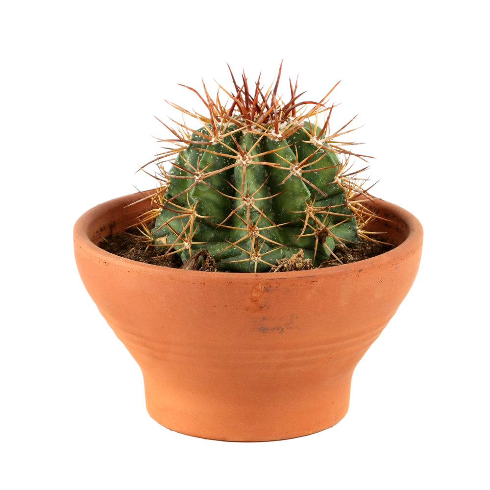  Cactus: Coupe D15cm