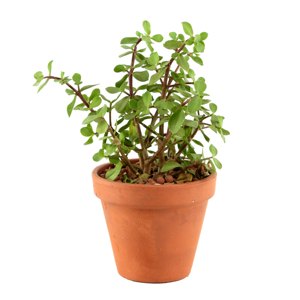  Plantes Succulentes Variées Exception D19cm