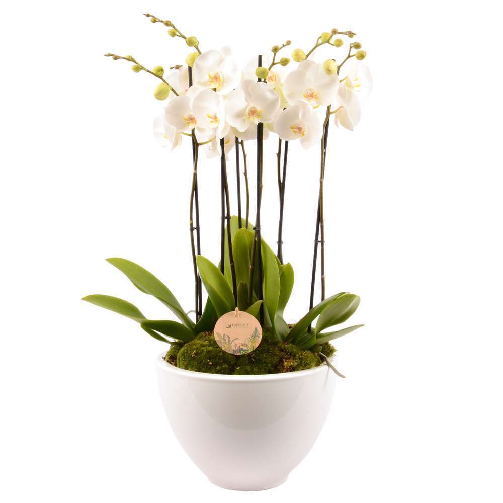  Composition Phalaenopsis 6 Tiges