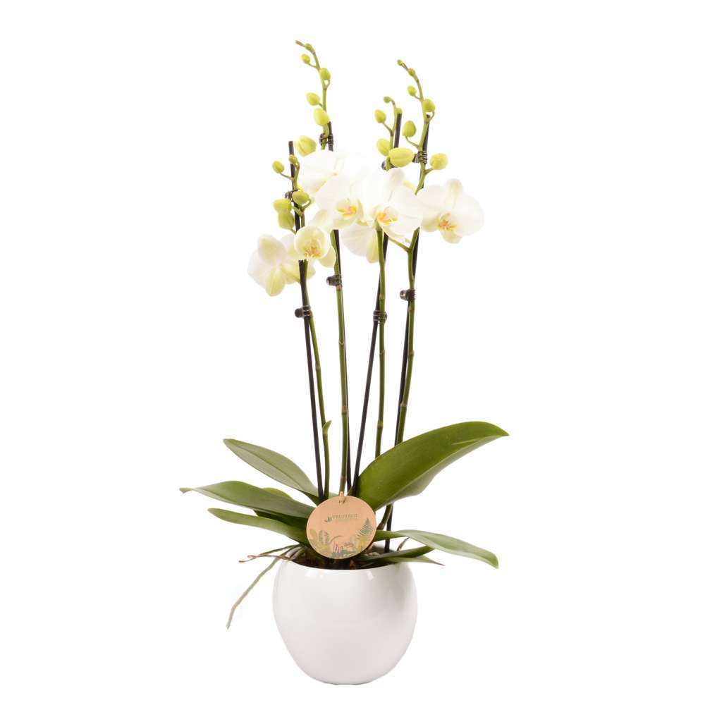  Phalaenopsis Blanc:4 Tiges Truffaut H 60 Cm Pot D14 Cm