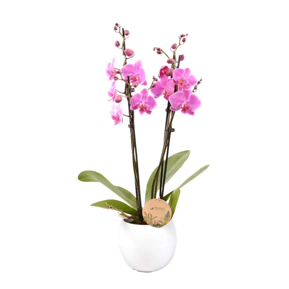  Phalaenopsis Varié:4 Tiges Truffaut H 60 Cm Pot D14 Cm