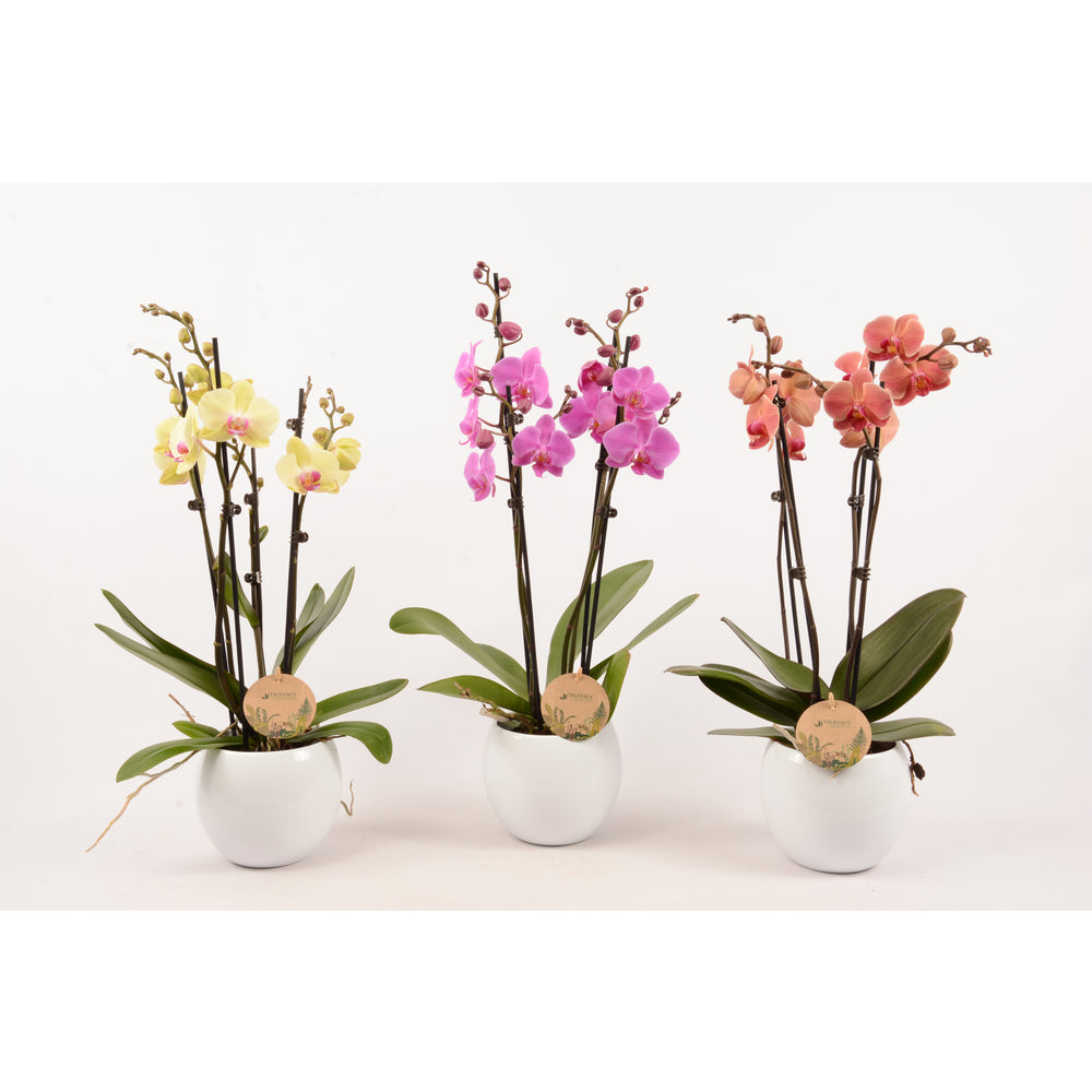  Phalaenopsis Varié:4 Tiges Truffaut H 60 Cm Pot D14 Cm