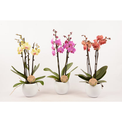  Phalaenopsis Varié:4 Tiges Truffaut H 60 Cm Pot D14 Cm