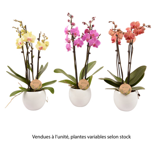 Phalaenopsis Varié:4 Tiges Truffaut H 60 Cm Pot D14 Cm