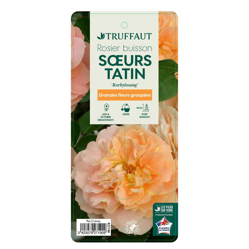  Rosier Buisson 'Sœurs Tatin Korbylosang' Pot 5L