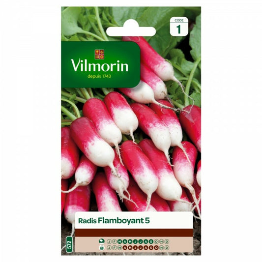  Sachet Graines Radis Flamboyant 5