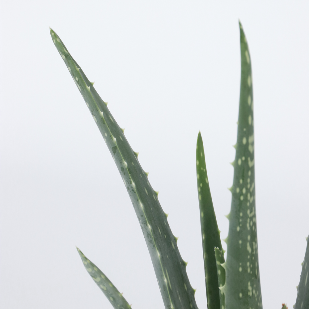  Aloe Vera - Set De 3 - Aloe Barbadensis - Hauteur 25-40cm - ⌀10,5cm