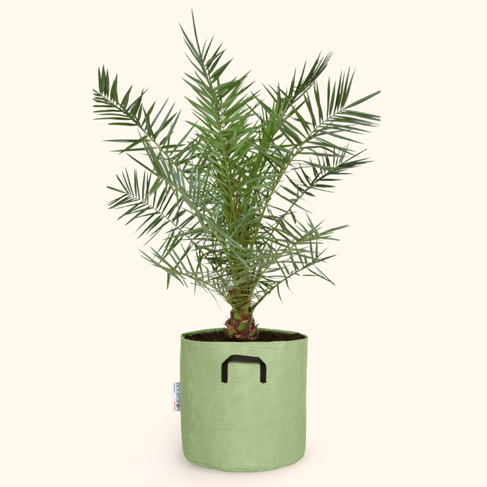  Dattier Des Canaries - Phoenix Canariensis 90cm - Pot Respirant Vert ø30cm
