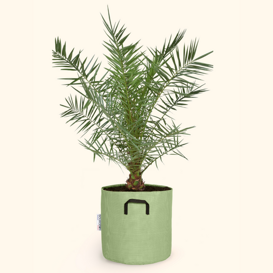  Dattier Des Canaries - Phoenix Canariensis 90cm - Pot Respirant Vert ø30cm