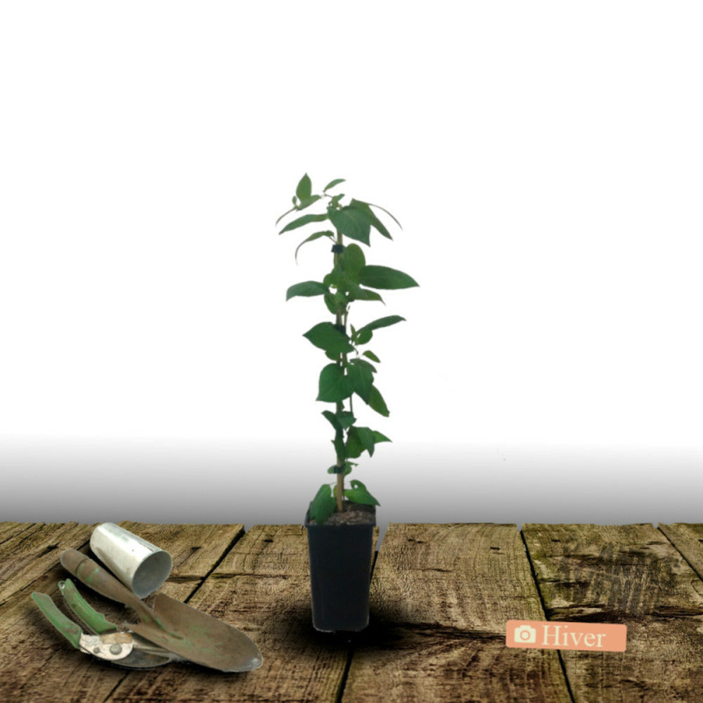  Chèvrefeuille Cedar Lane®/[-]pot De 1,5l - Tuteur Bambou 30/60 Cm
