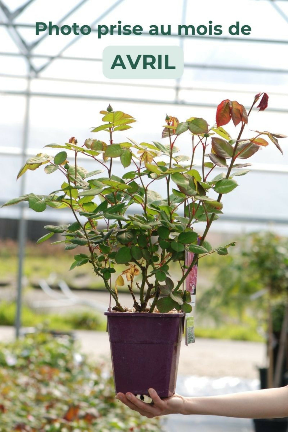  Rosier Parfuma 'madame De Maintenon' ? - En Pot De 4 Litres