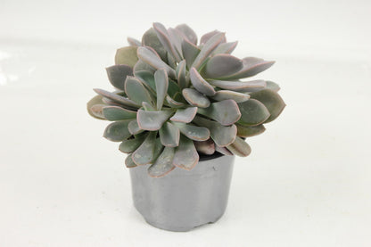  Succulentes Variees Pot 10,5 Cm