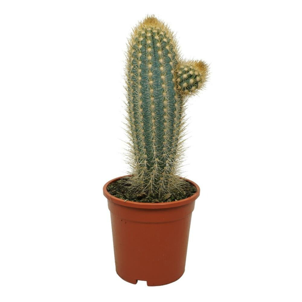  Cactus Bleu En Colonne Pilosocereus Braunii Plante Solitaire En Pot De 17cm