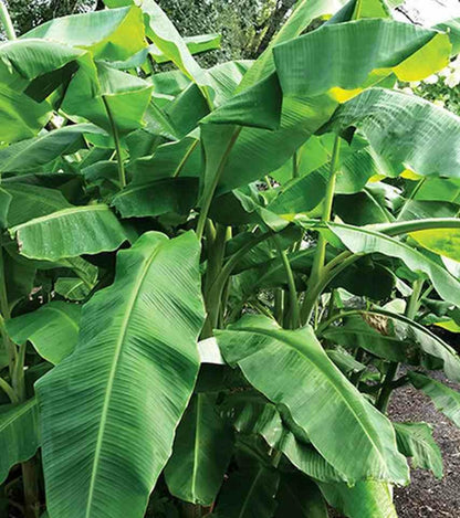  Musa Basjoo Sp. Sapporo (bananier Rustique)- Pot De 2 Litres ? 30/40 Cm