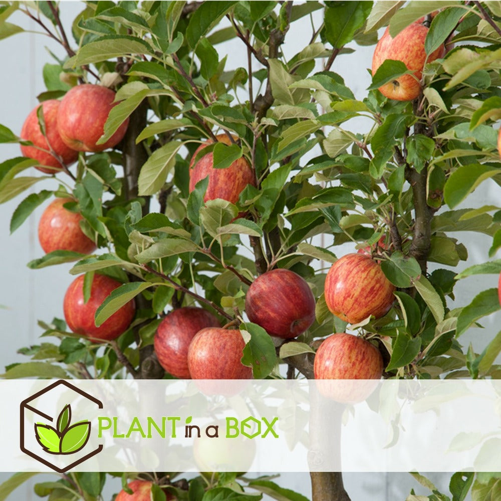  Pommier - Set De 3 - Malus - Hauteur 60-70cm - ⌀9cm