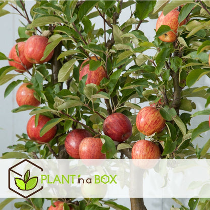  Pommier - Set De 3 - Malus - Hauteur 60-70cm - ⌀9cm