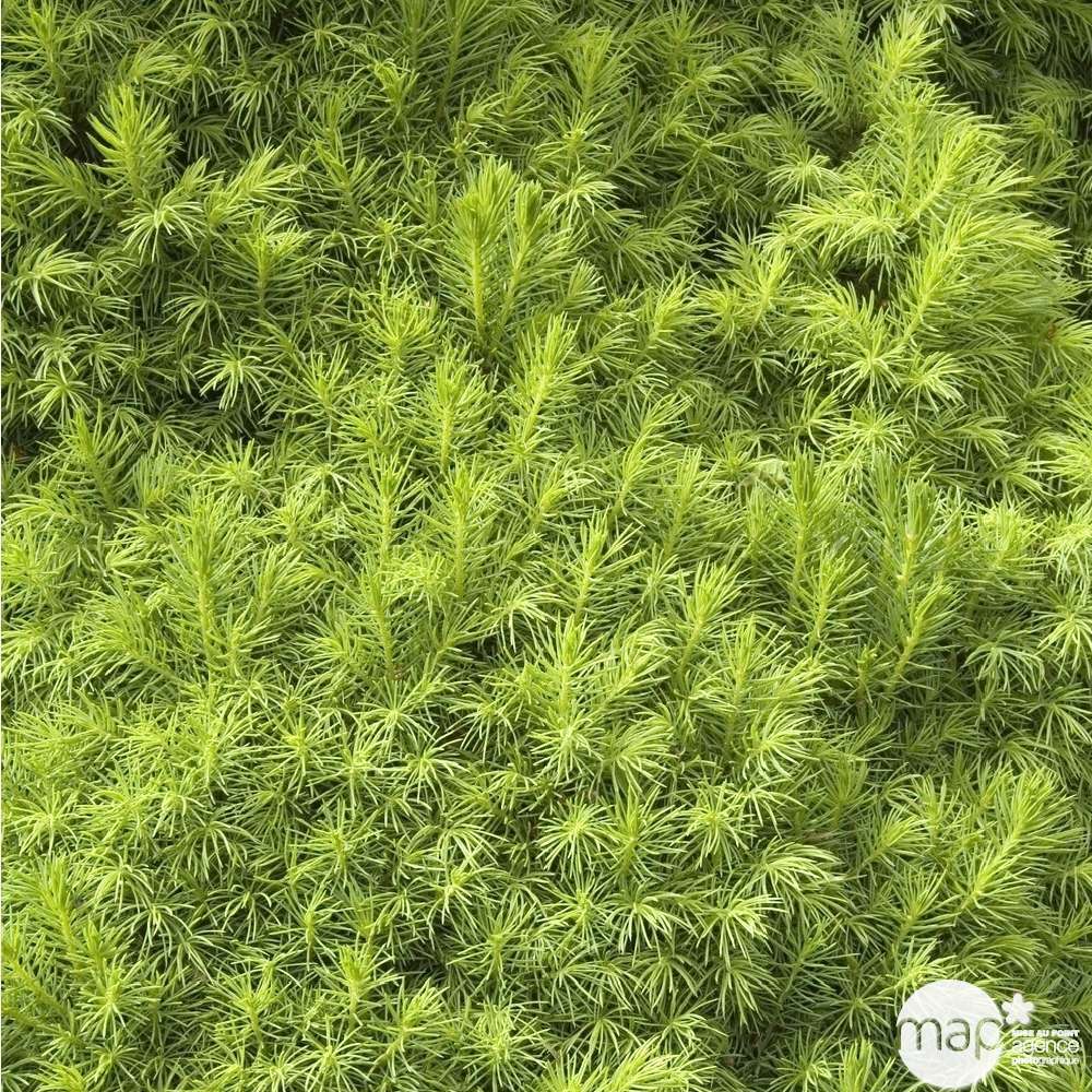  Sapinette Blanche (Picea Glauca) 'Conica' 50/60 : Pot 5L
