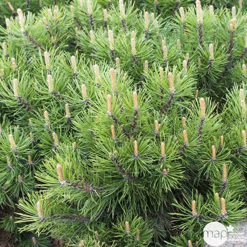  Pinus Mugo Pumilio H30/40cm : Pot 3L