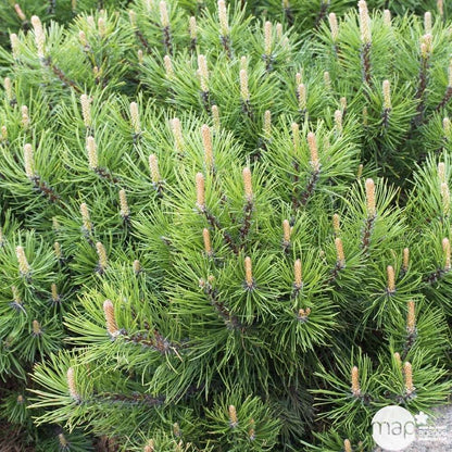  Pinus Mugo Pumilio H30/40cm : Pot 3L