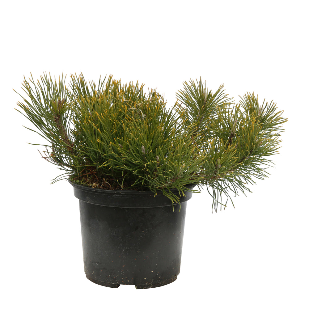  Pinus Mugo Pumilio H30/40cm : Pot 3L