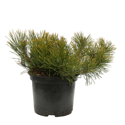  Pinus Mugo Pumilio H30/40cm : Pot 3L