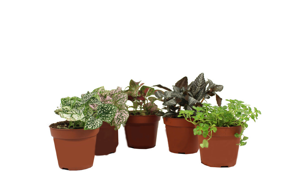  Plantes Vertes En Lot De 5 Pot 9 Cm