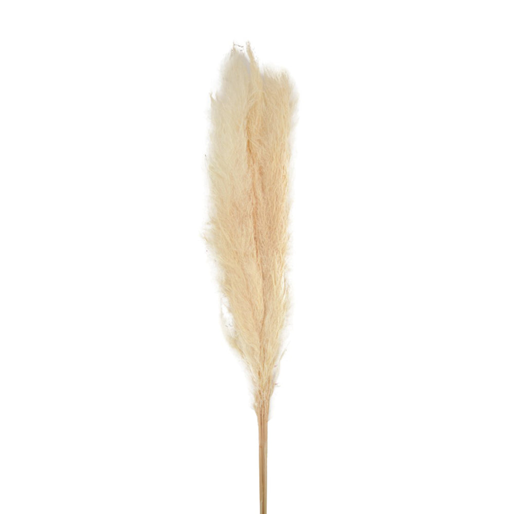  Bouquet Séché Pampas Mace 115-117cm 3pcs