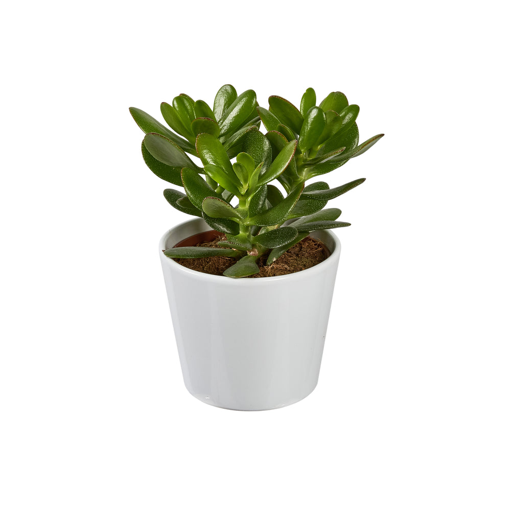  Succulentes Mix : Pot De Céramique De D.13 Cm