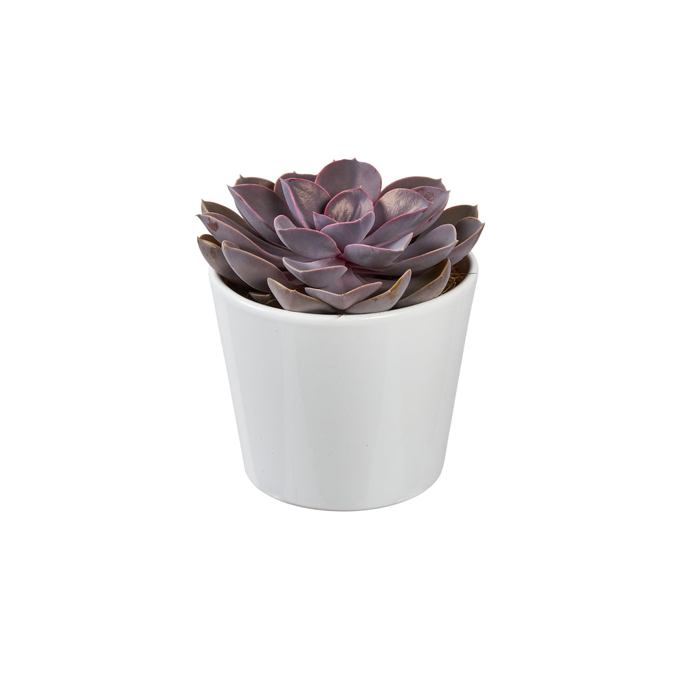 Succulentes Mix : Pot De Céramique De D.13 Cm