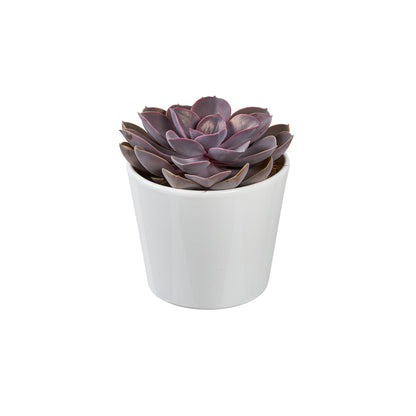  Succulentes Mix : Pot De Céramique De D.13 Cm