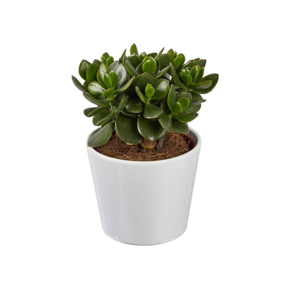  Succulentes Mix : Pot De Céramique De D.13 Cm