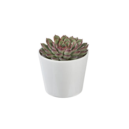 Succulentes Mix : Pot De Céramique De D.13 Cm