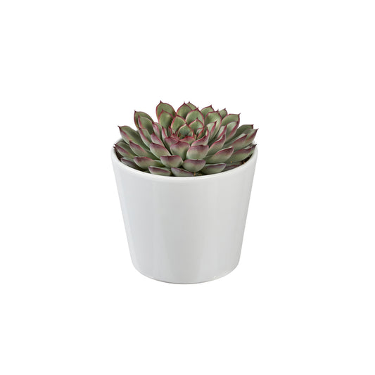  Succulentes Mix : Pot De Céramique De D.13 Cm