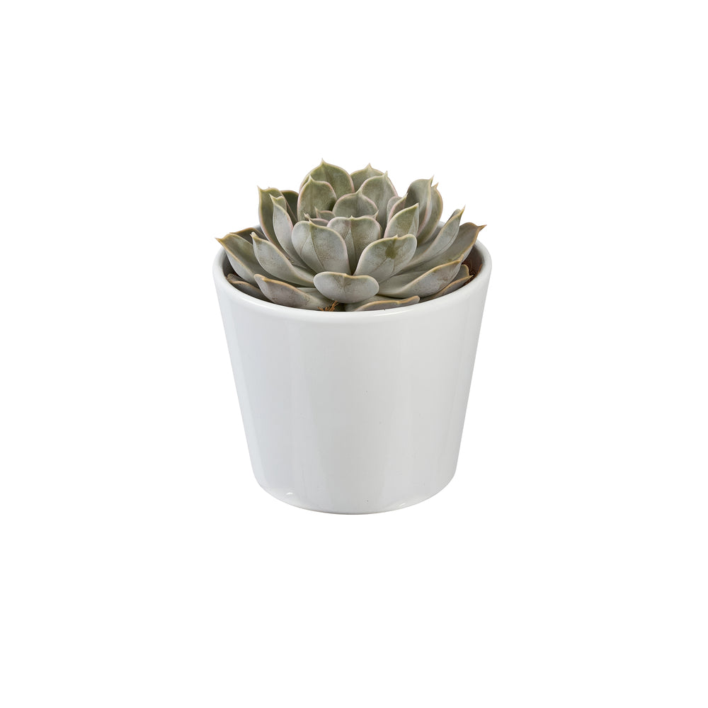  Succulentes Mix : Pot De Céramique De D.13 Cm