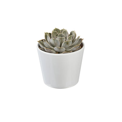  Succulentes Mix : Pot De Céramique De D.13 Cm