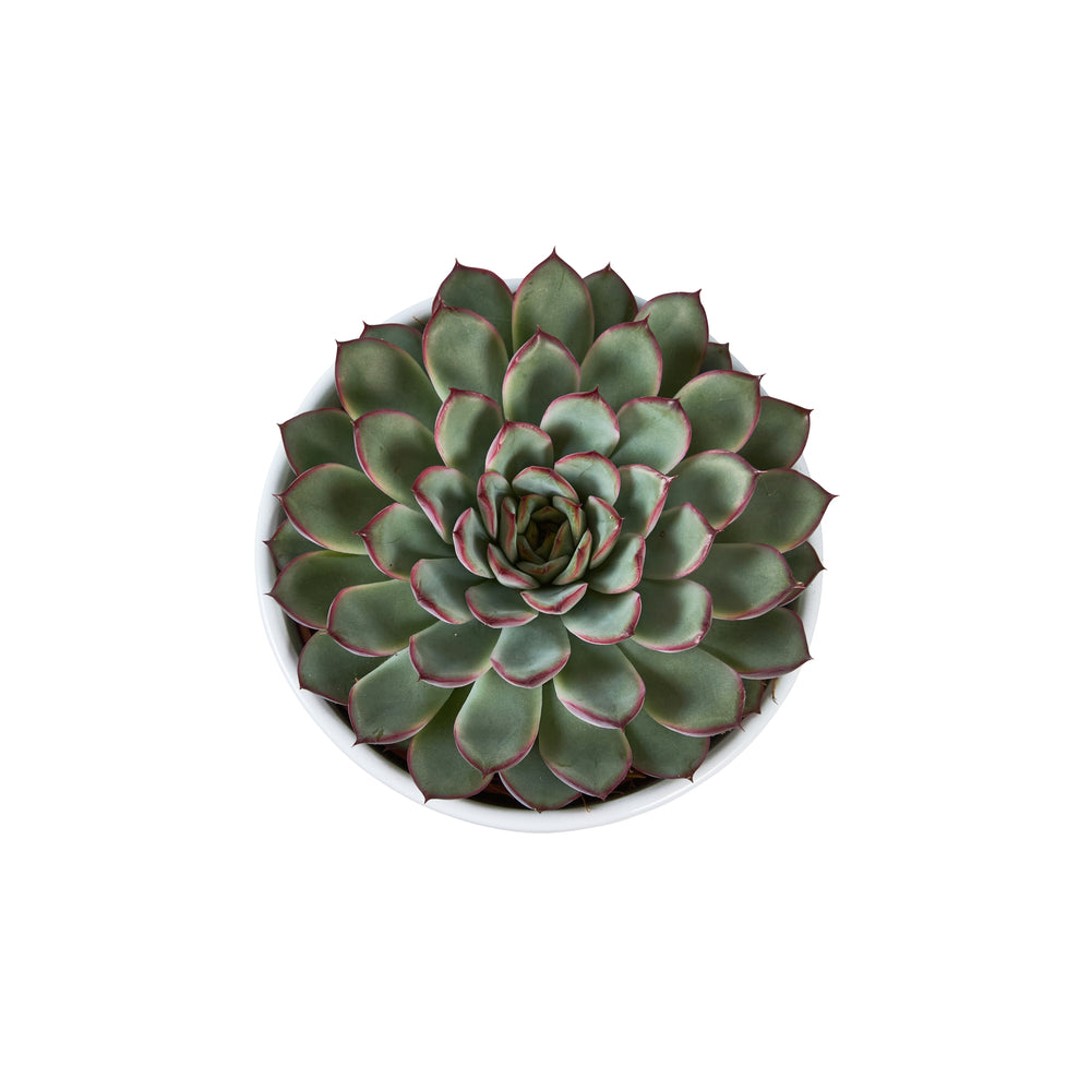  Succulentes Mix : Pot De Céramique De D.13 Cm