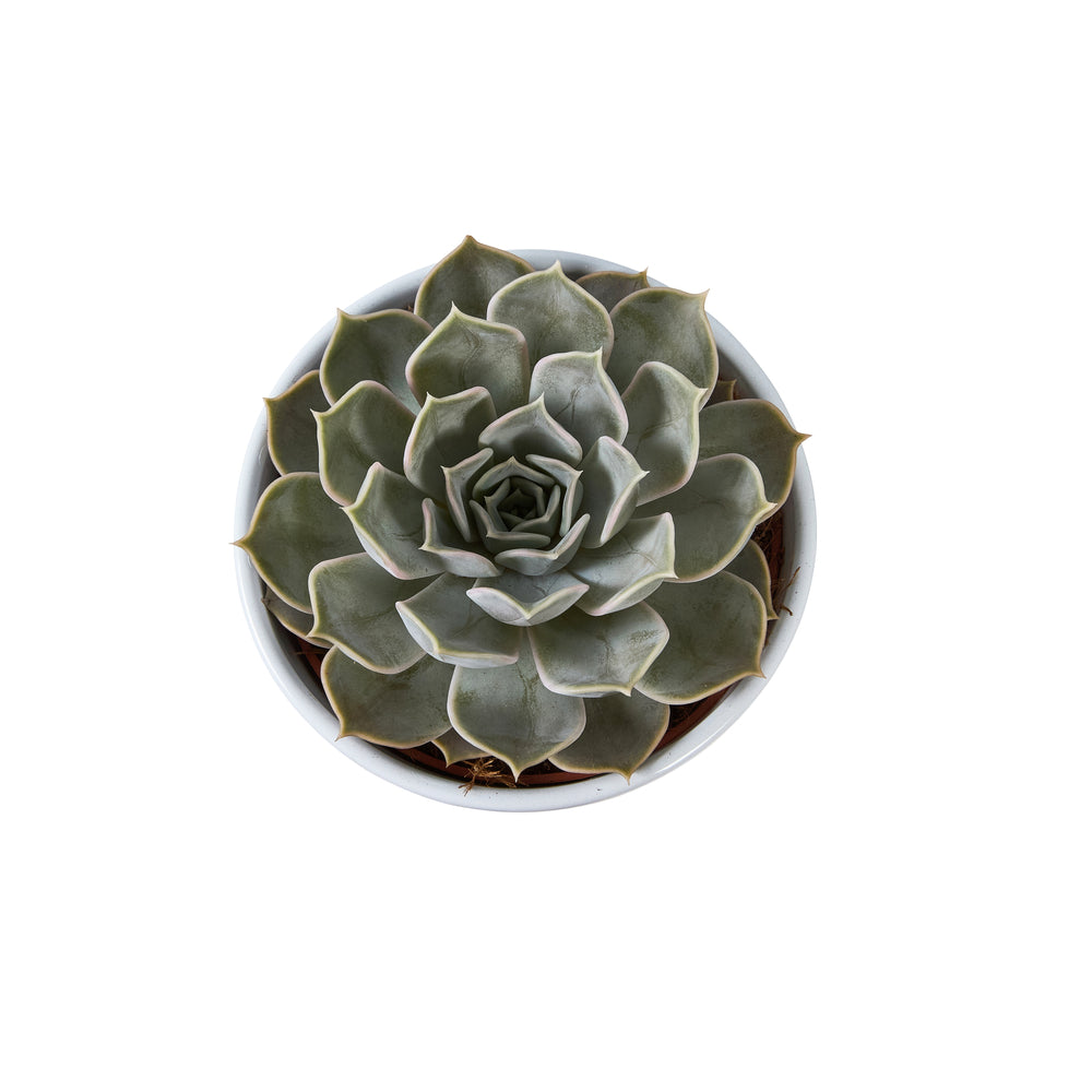  Succulentes Mix : Pot De Céramique De D.13 Cm