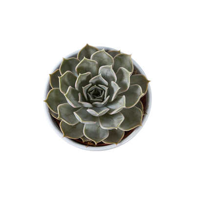  Succulentes Mix : Pot De Céramique De D.13 Cm