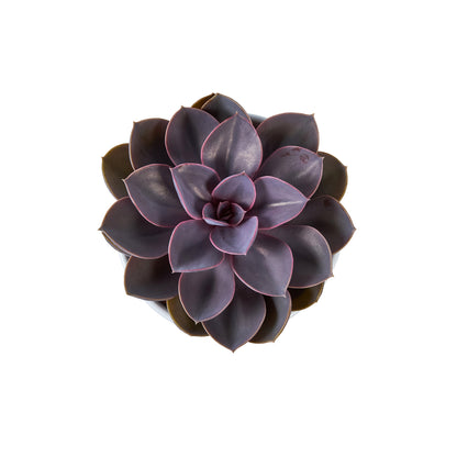  Succulentes Mix : Pot De Céramique De D.13 Cm