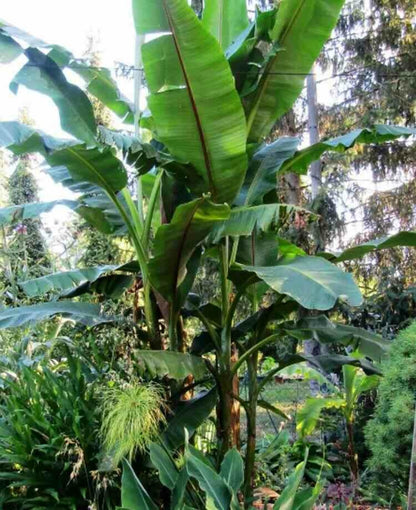  Musa Nagensium (bananier à Tronc Violet) Pot De 6 Litres - 100/120 Cm