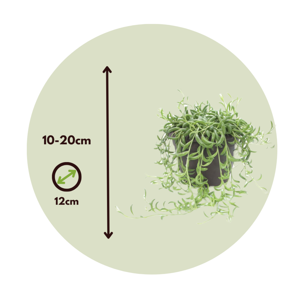  Collier De Perles - Set De 2 - Senecio Radicans - Hauteur 10-20cm - ⌀12cm